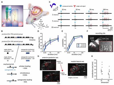 Alternation of Neuronal Feature Selectivity Induced by Paired Optogenetic-Mechanical Stimulation in the Barrel Cortex